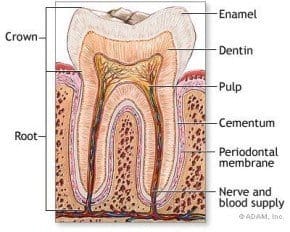 Inner diagram of tooth with nerves